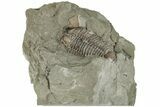 Unprepared Flexicalymene Trilobite - Mt Orab, Ohio #198006-1